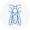 Daventry Wasp Nest Removal
